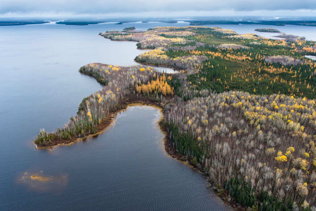 A wetland with water and trees in shades of green, yellow, and white.