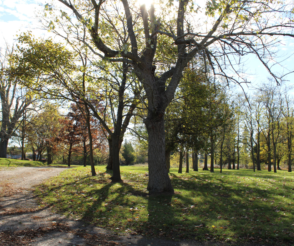 The vision of LodgePole Arts Alliance - Graphic