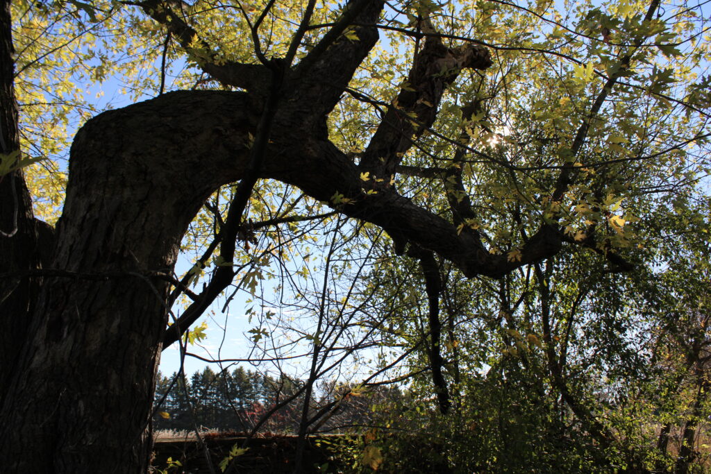 Trees at Lemoine Point Farm